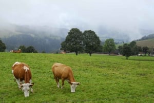 Zurich : Excursion d'une journée en bus dans la Forêt-Noire, le Titisee et les chutes du Rhin