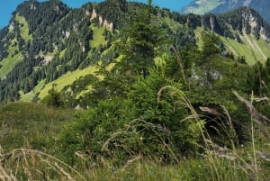 Dagstur fra Zürich: Den bratteste taubanen til Stoos og utsikten fra Rigi