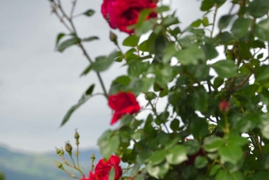 Цюрих: индивидуальная экскурсия на полдня в Рапперсвиль с местным экскурсоводом