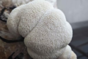 Zurich's best-kept secret: the hidden world of mushrooms!