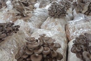 Zurich's best-kept secret: the hidden world of mushrooms!