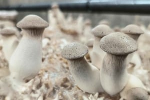 Zurich's best-kept secret: the hidden world of mushrooms!