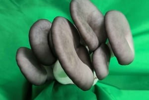 Zurich's best-kept secret: the hidden world of mushrooms!