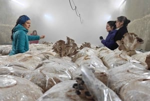 Zurich's best-kept secret: the hidden world of mushrooms!