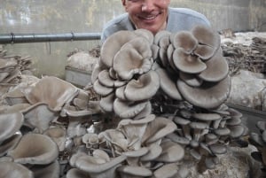 Zurich's best-kept secret: the hidden world of mushrooms!
