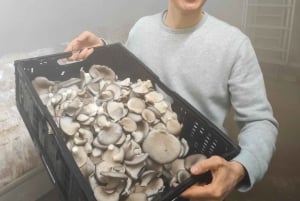 Zurich's best-kept secret: the hidden world of mushrooms!