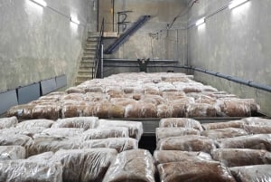 Zurich's best-kept secret: the hidden world of mushrooms!