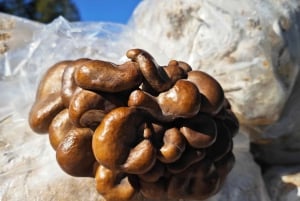 Zurich's best-kept secret: the hidden world of mushrooms!