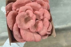 Zurich's best-kept secret: the hidden world of mushrooms!