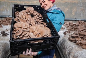 Zurich's best-kept secret: the hidden world of mushrooms!
