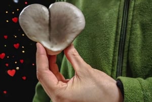 Zurich's best-kept secret: the hidden world of mushrooms!