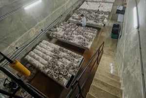 Zurich's best-kept secret: the hidden world of mushrooms!