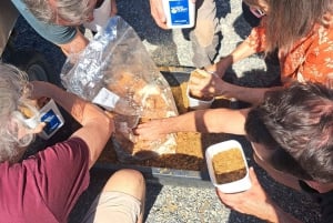 Zurich's best-kept secret: the hidden world of mushrooms!