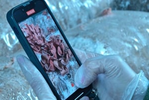 Zurich's best-kept secret: the hidden world of mushrooms!