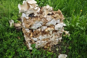 Zurich's best-kept secret: the hidden world of mushrooms!