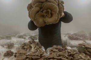 Zurich's best-kept secret: the hidden world of mushrooms!