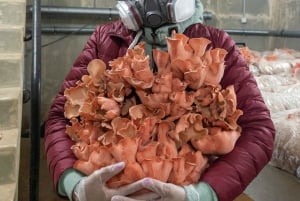 Zurich's best-kept secret: the hidden world of mushrooms!