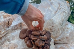 Zurich's best-kept secret: the hidden world of mushrooms!